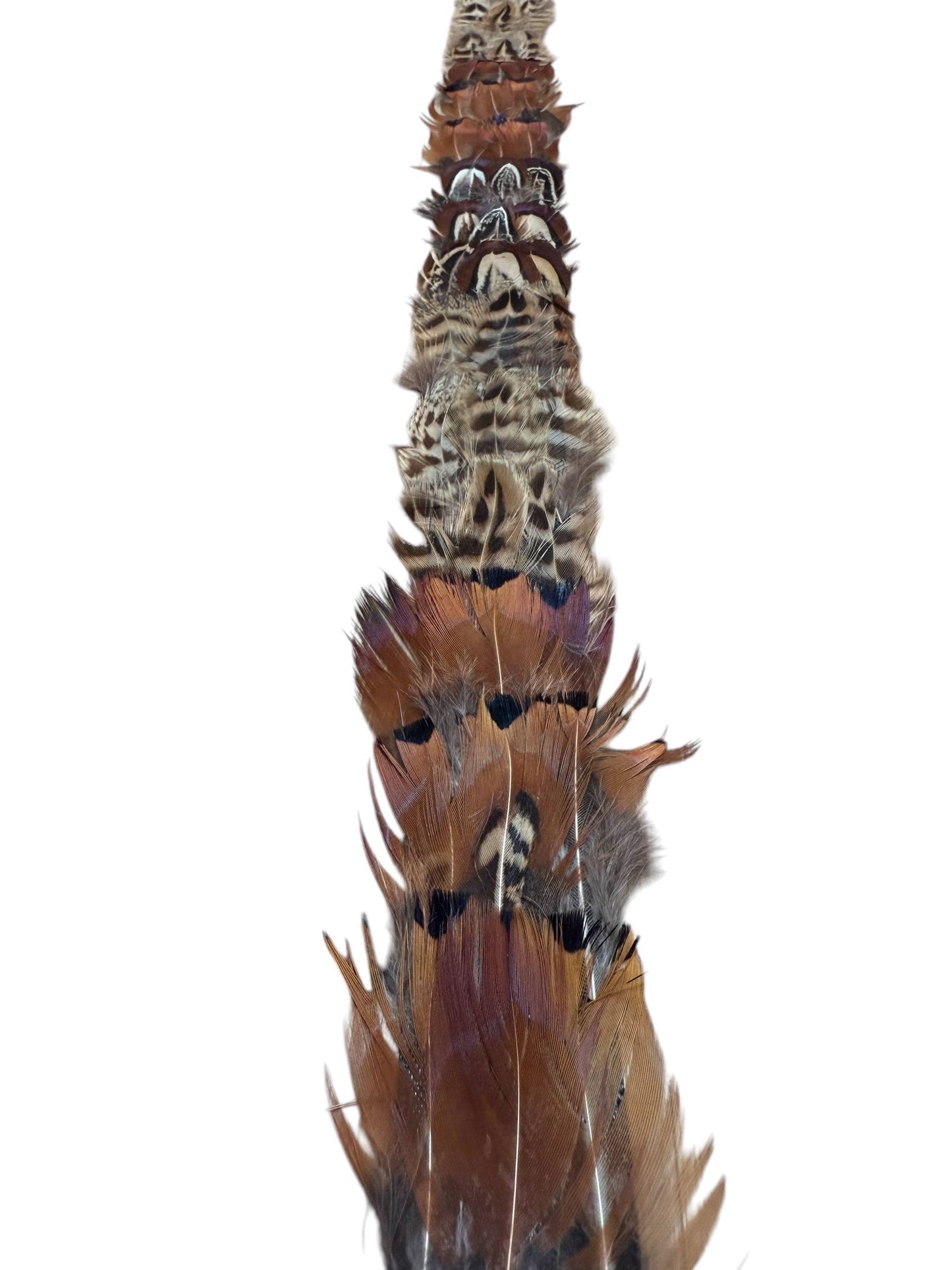 Feather hat band with strap: Feather #1