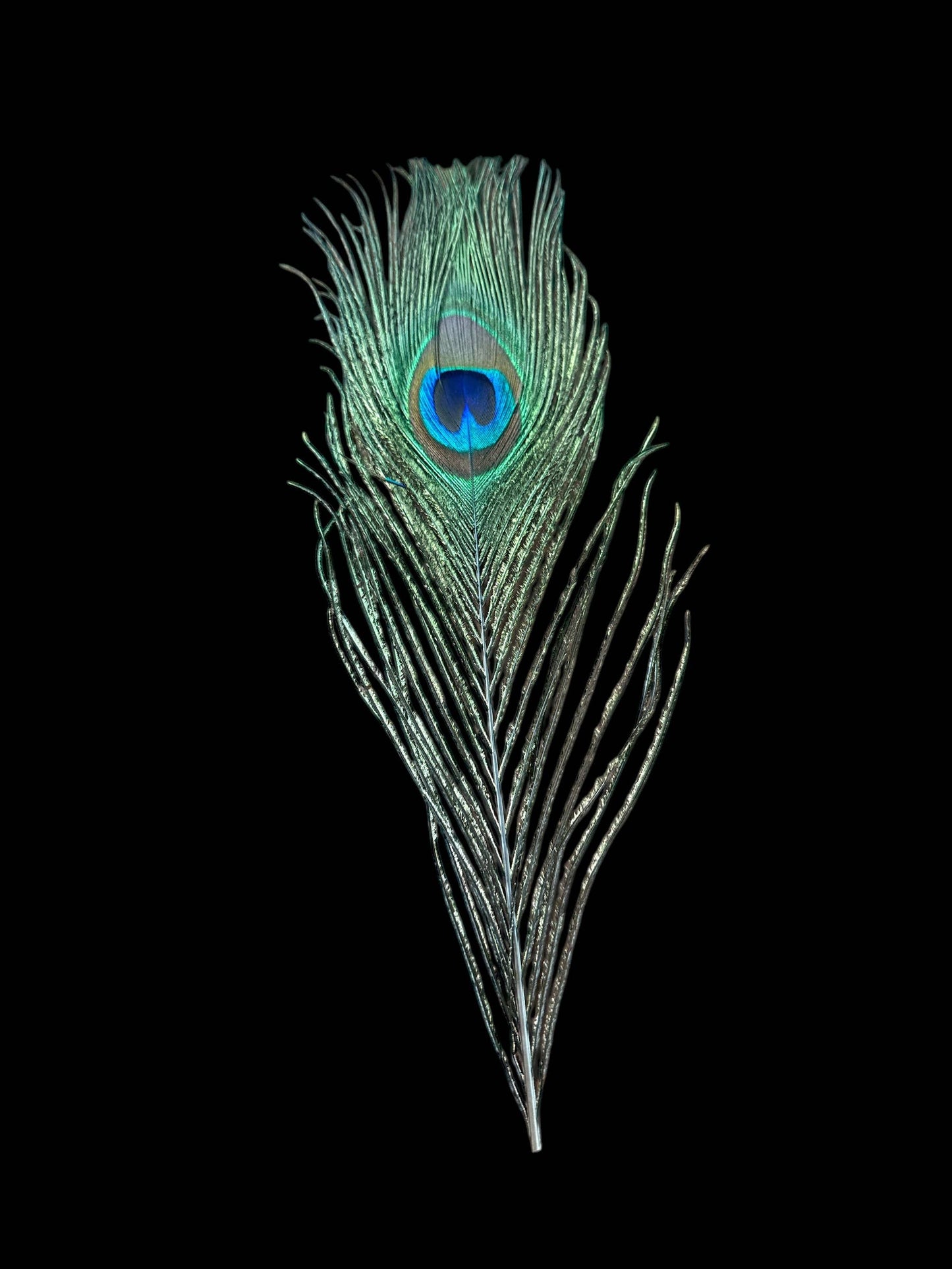 Peacock Feathers