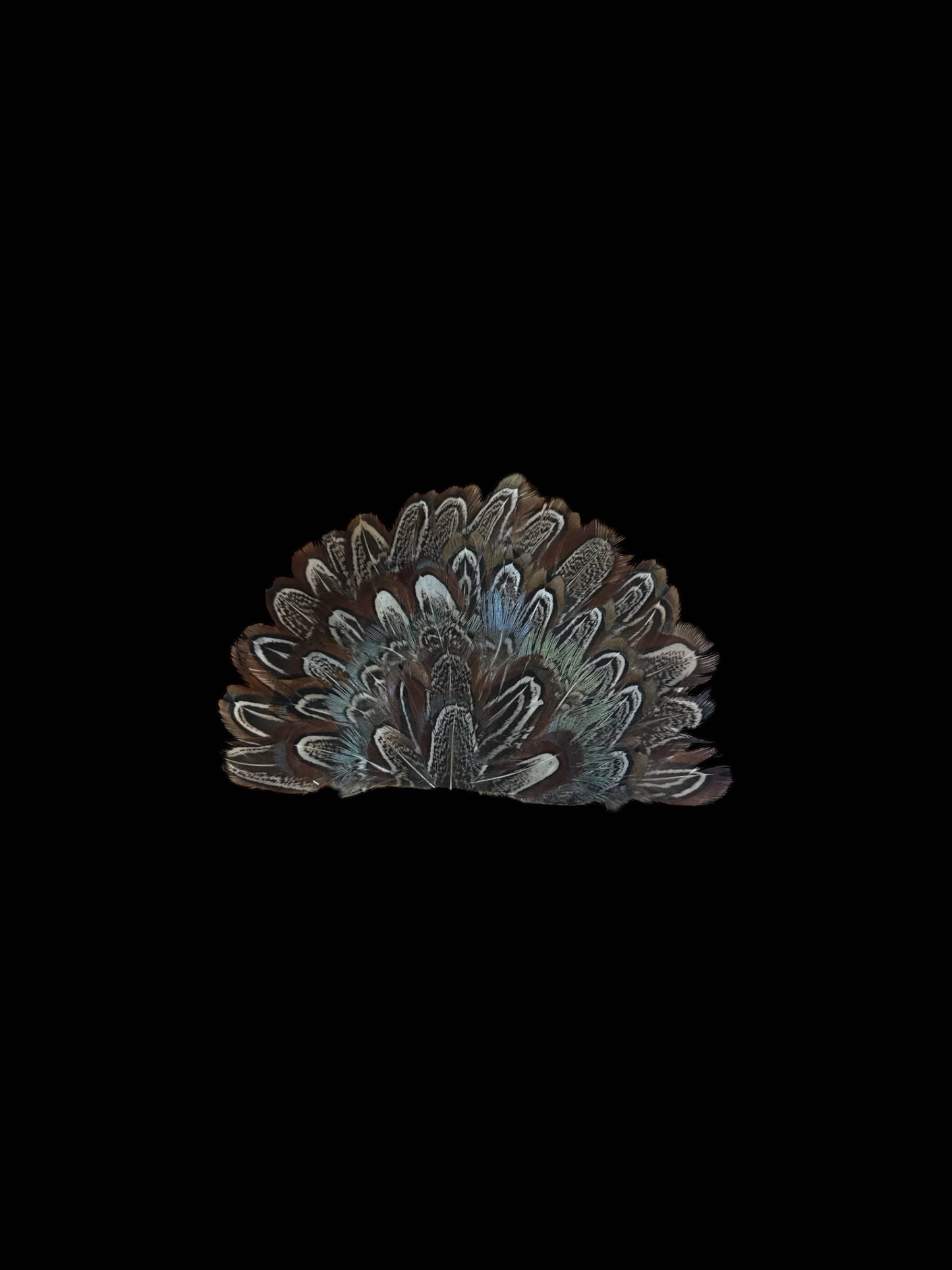 Crown Feather for hats: CF07