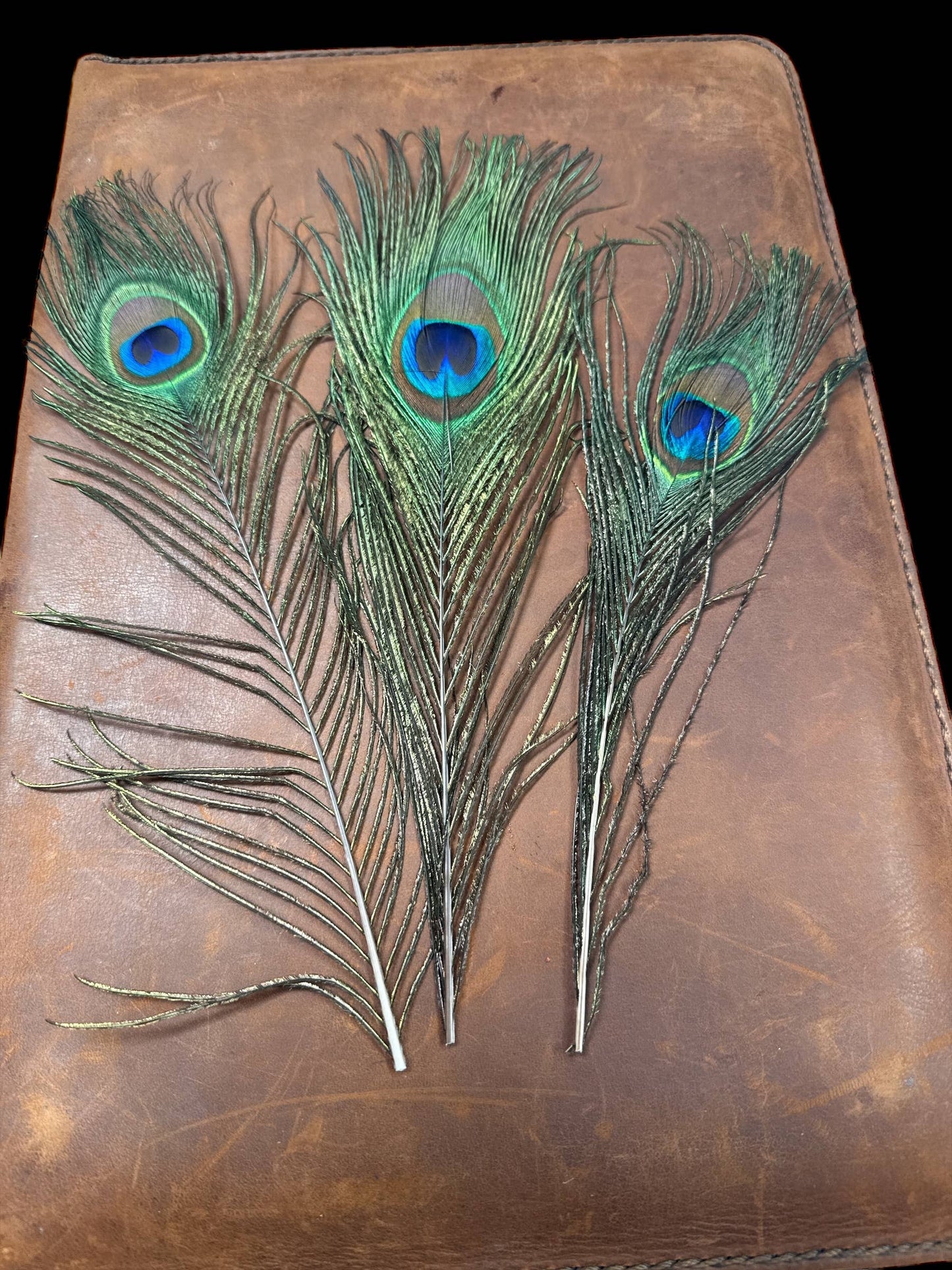 Peacock Feathers