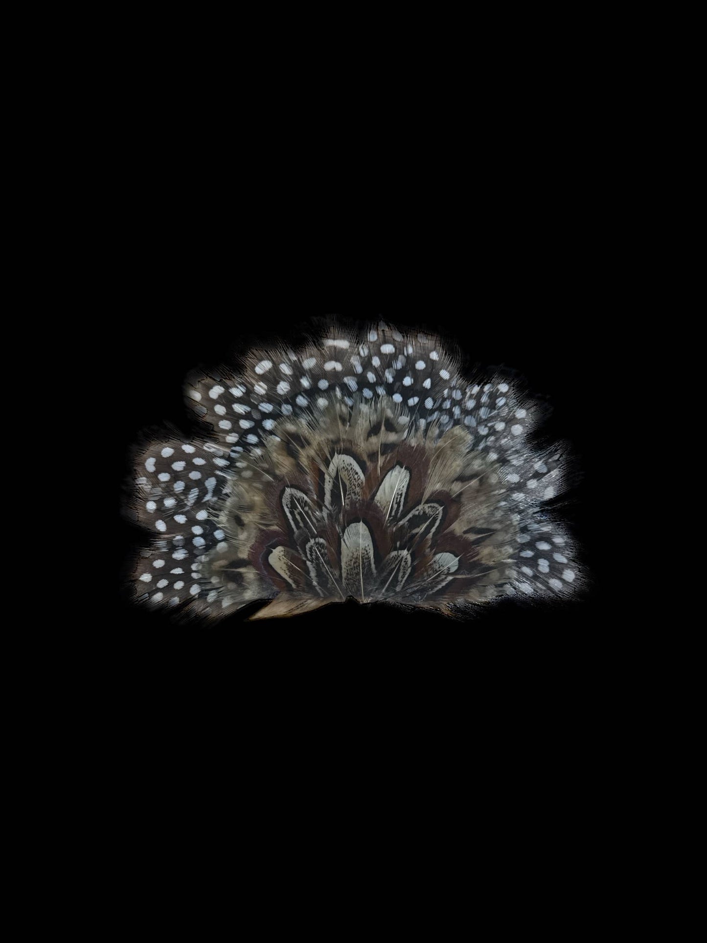 Crown Feather for hats: CF07