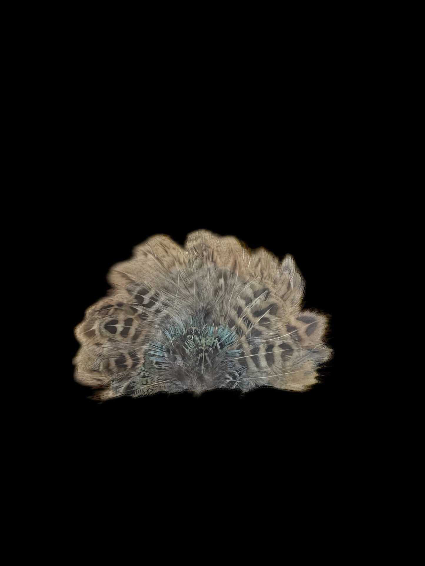 Crown Feather for hats: CF07